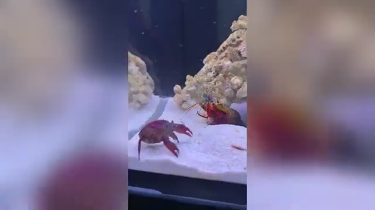 Funny animals😂😂😂😂