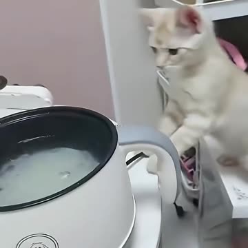 Cat Funny Videos 🤭😂😂😂