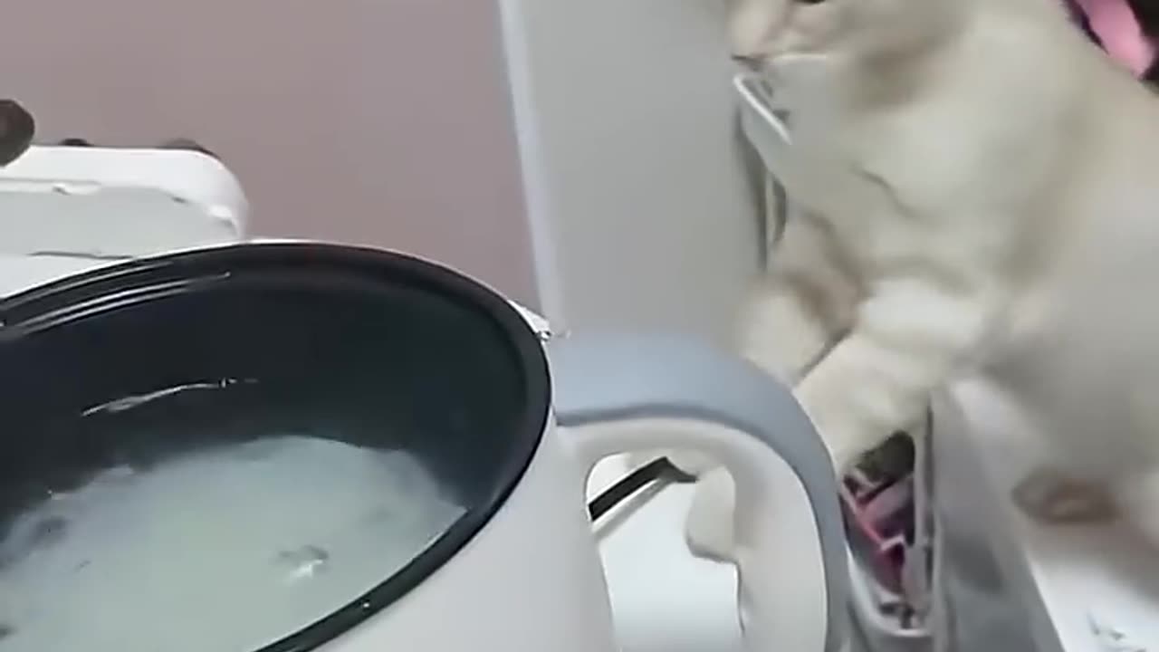 Cat Funny Videos 🤭😂😂😂