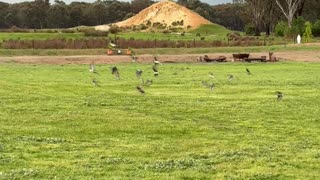 Birdies Everywhere