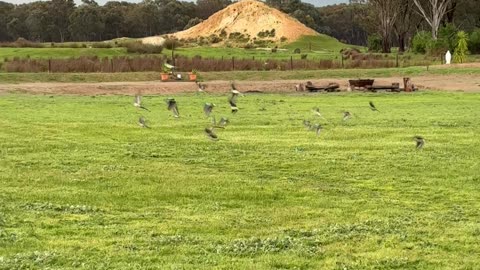Birdies Everywhere