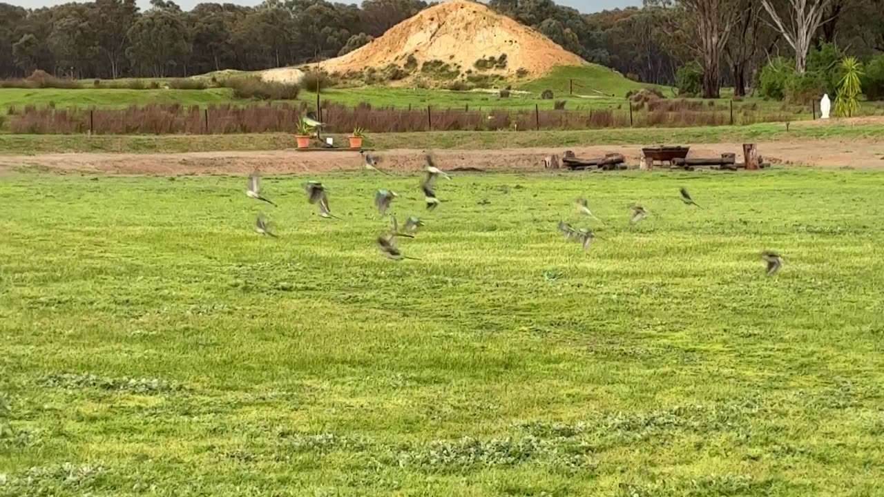 Birdies Everywhere