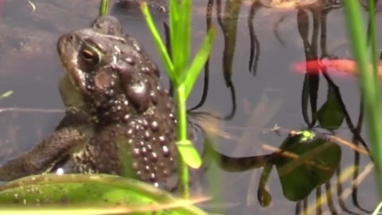 The toads have begun to croak, the sound of spring, summer is coming!