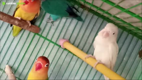 My Pets Love Birds HAPPY