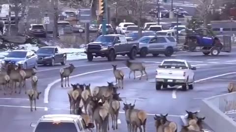 The animals exhibit the same behavior as those in Yellowstone, advice is to follow the animals