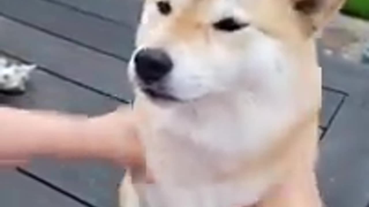 Pets with Zero Chill: Funny Animal Reactions