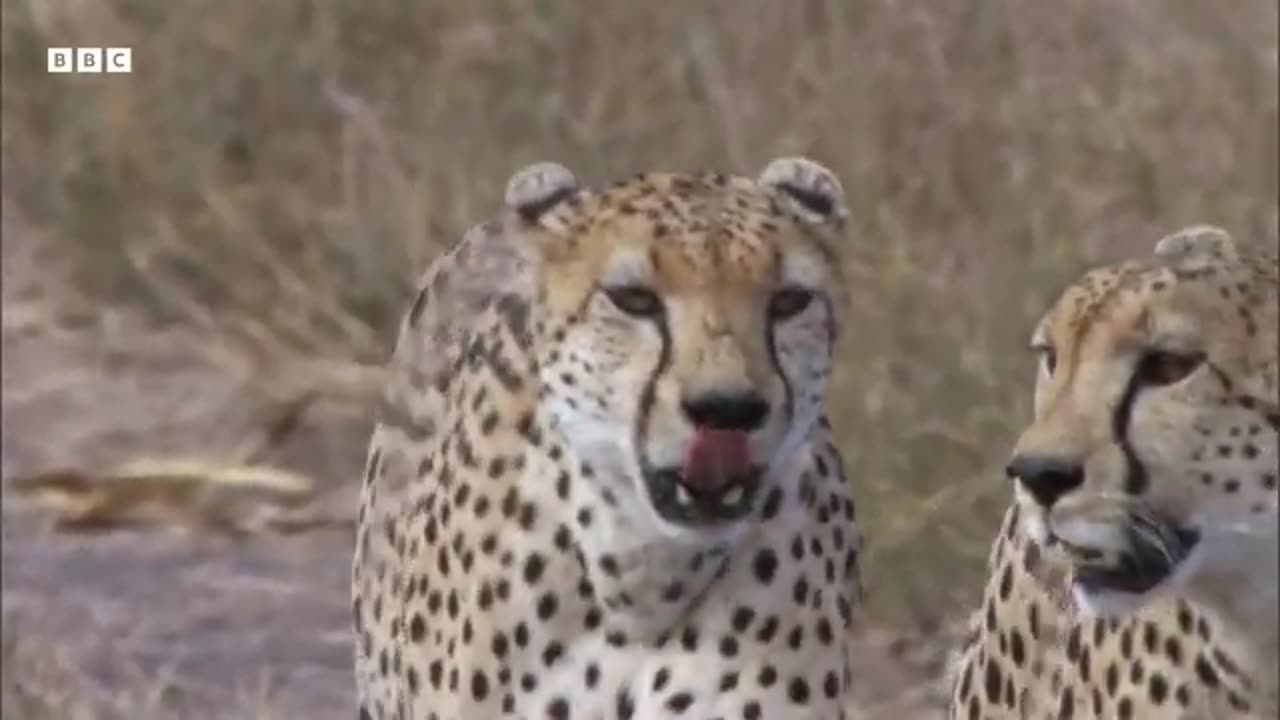 Greatest Fights in the Animal Kingdom: