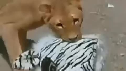 Lion Almost Kills Two Men In Zebra Costume