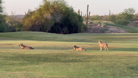 Coyotes on the Fairway