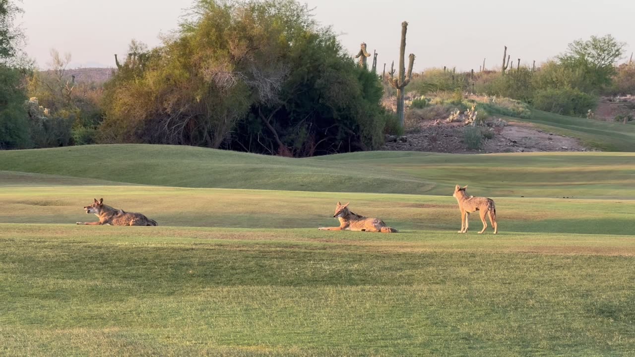 Coyotes on the Fairway