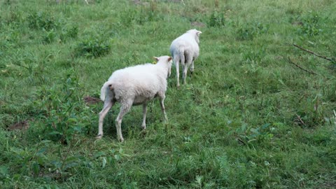 Sheeps [ClassicChrome]
