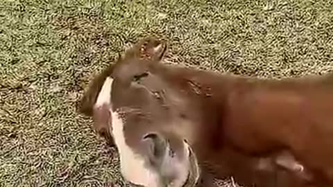 Playful Mischief of Animals