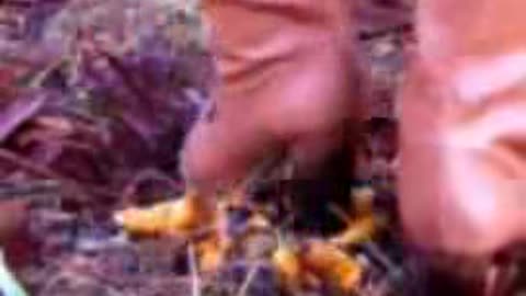 Brown Boots Trampling & Crushing