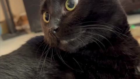 Cute Precious Piper is Paying Attention - My Adopted Shelter Cat Vlog #shorts