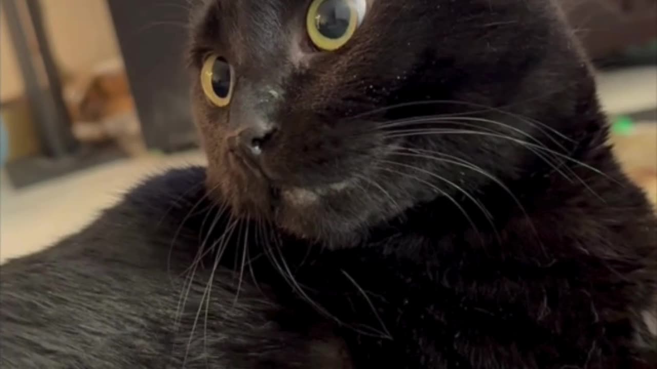 Cute Precious Piper is Paying Attention - My Adopted Shelter Cat Vlog #shorts