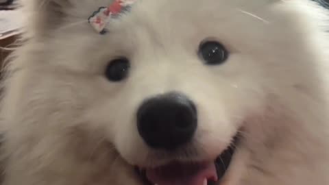 Cutest Samoyed ever!