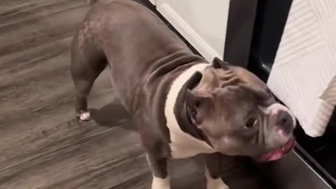 Funy dog
