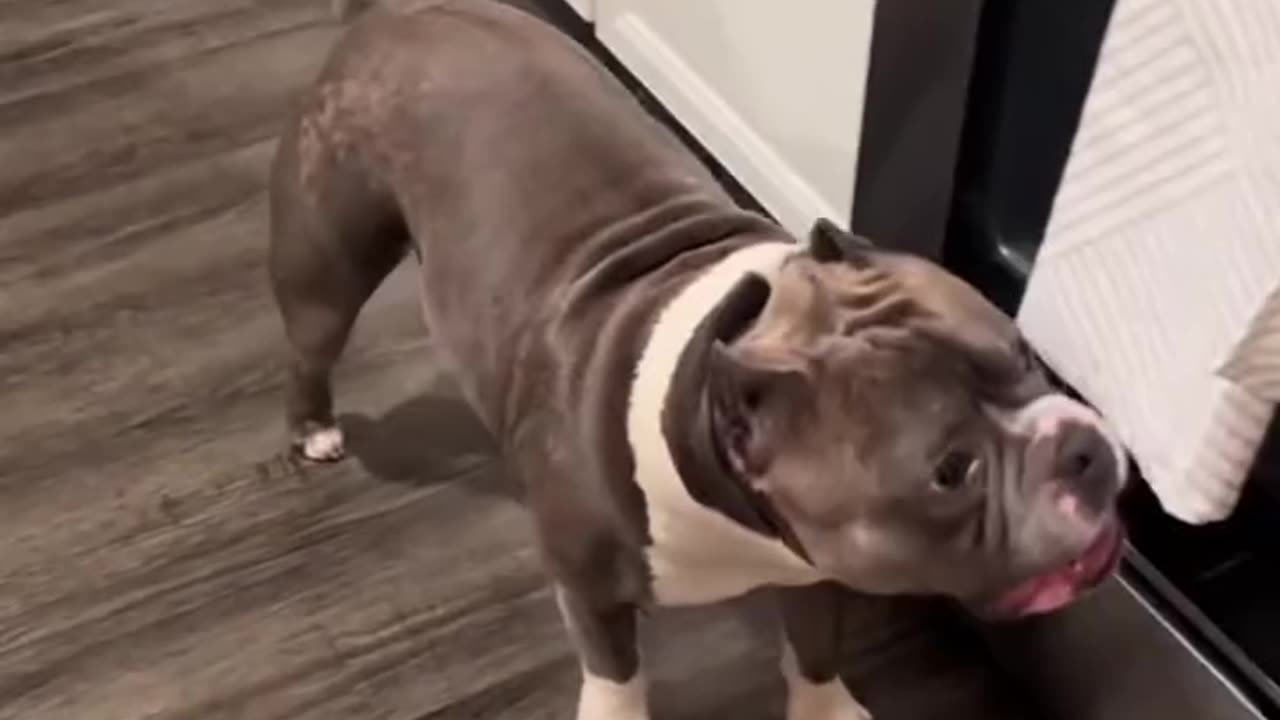 Funy dog