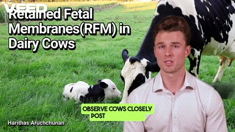 Retained Fetal Membranes in Dairy Cows