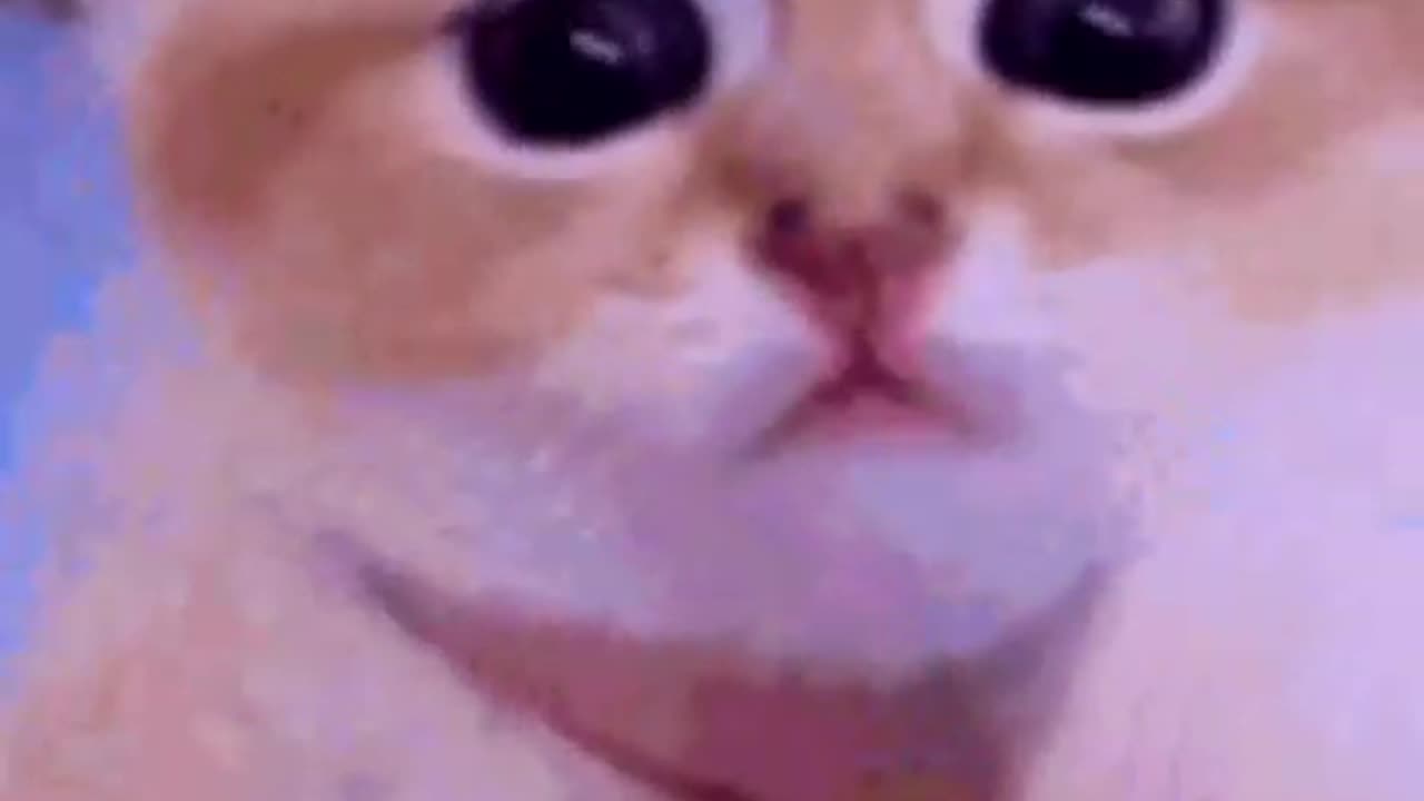 cats funny