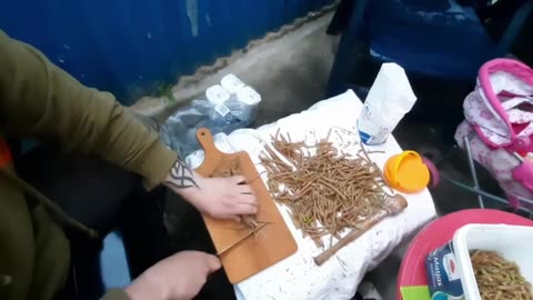 Pędy sosny