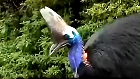 9 Real Life Dinosaurs That Still Exist! 🌍🔥