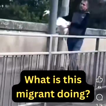 Pakistanis killing swans