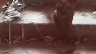 🤬 Russians looting apartments in Bakhmut, looking for the necessary furniture