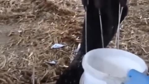 The Cows That Give Us Milk