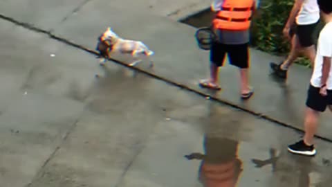 The mother dog rescued her puppie from the flood