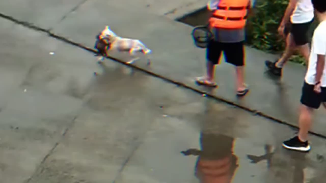 The mother dog rescued her puppie from the flood