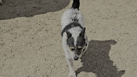 Penny says hi to the horse