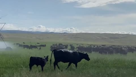 Cows Loving the Sprinklers! cartercountrymeats.com