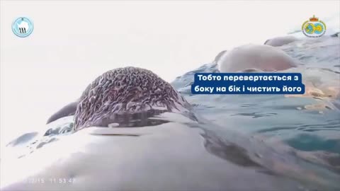 Incredible underwater footage of penguin life, shot from the first person of one of them.
