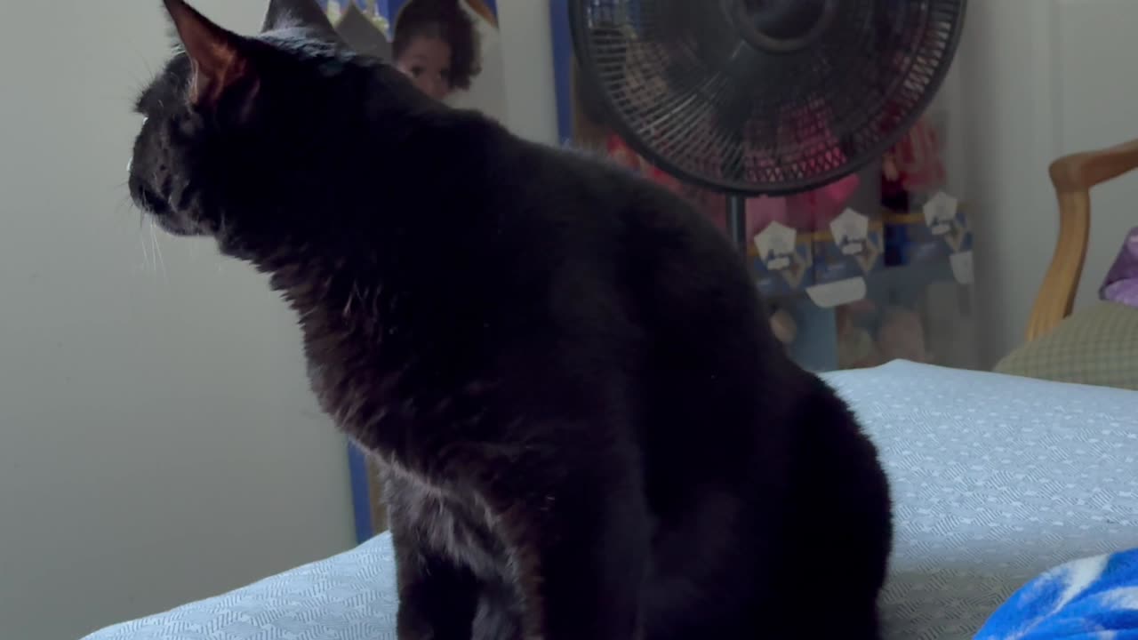 Cute Precious Piper Evaluates the Guest Room - Piper Thoughts -My Adopted Shelter Cat Vlog