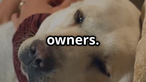 Why Your Dog Thinks You're Their Whole World! 🐶❤️