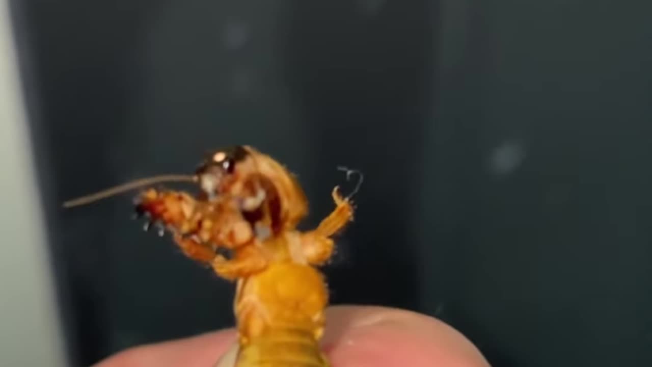 Alien Insect