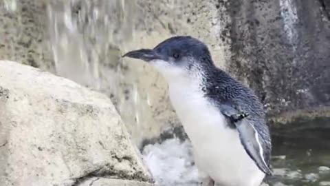 Baby Penguin