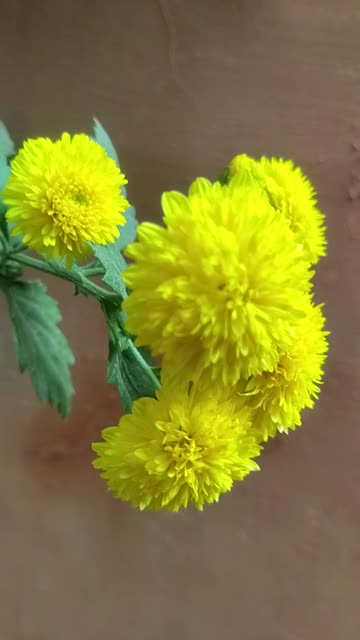 Wild Flowers Blooming | Natural Beauty Untouched