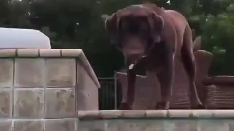 Swimming Pals