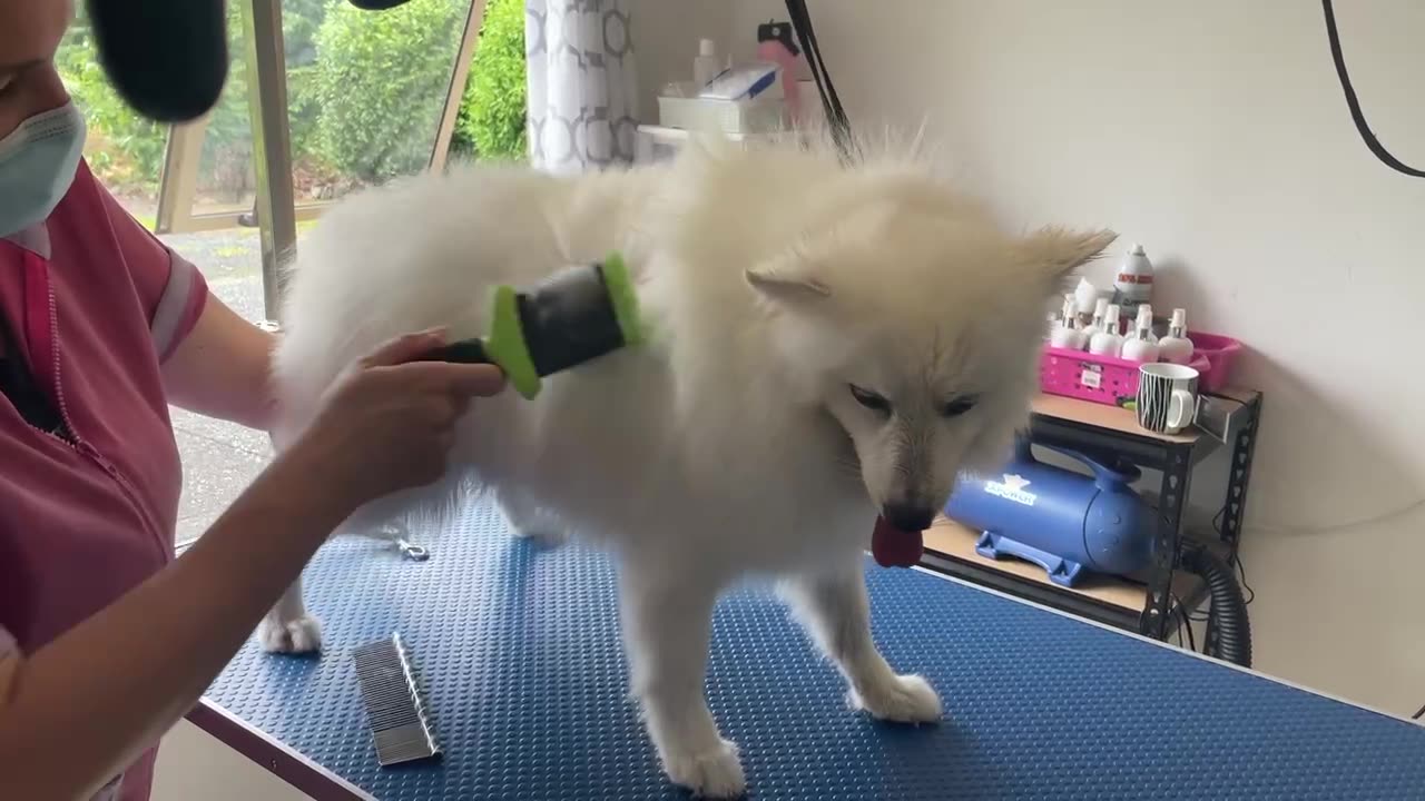 Kit’s First Birthday, Kit’s First Groom.