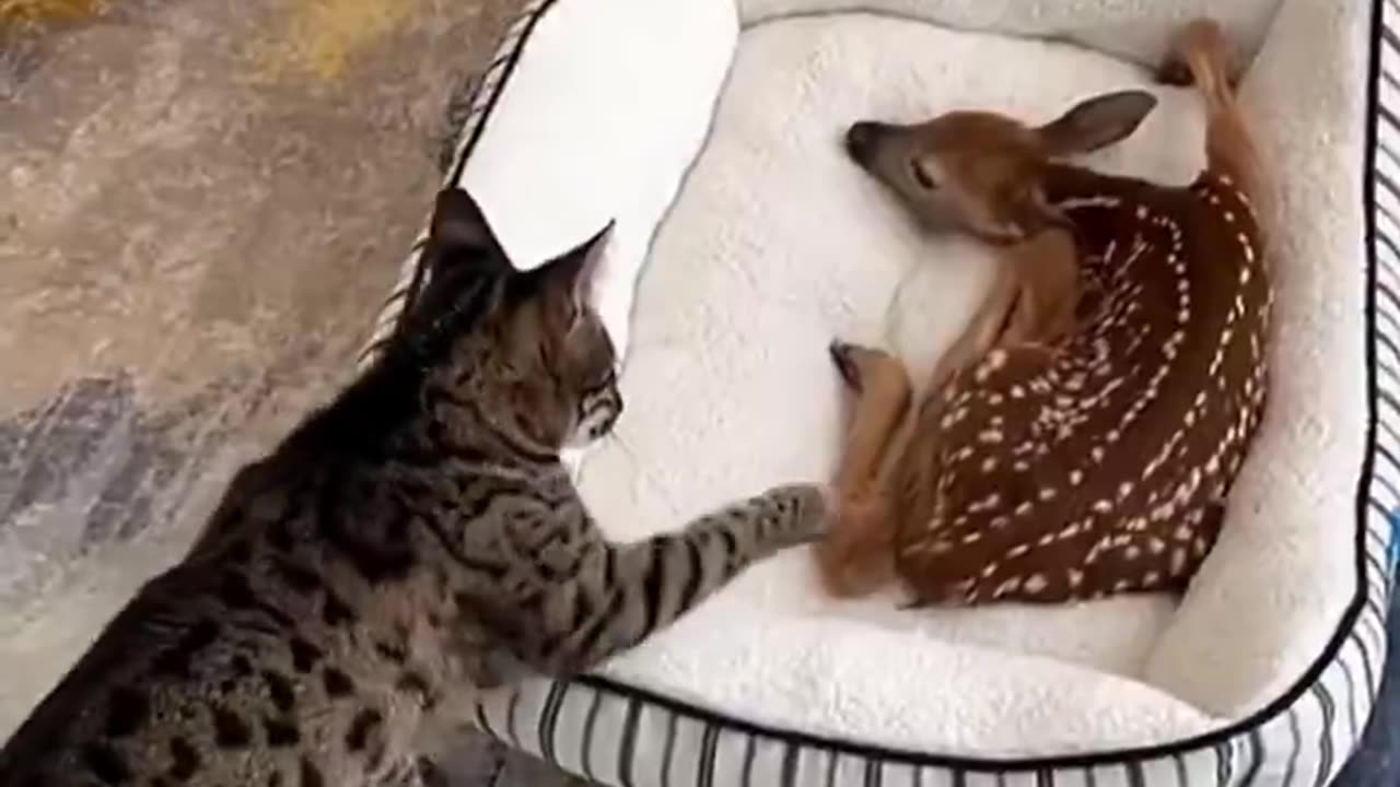 First meeting with injured rescued baby fawn ♥️