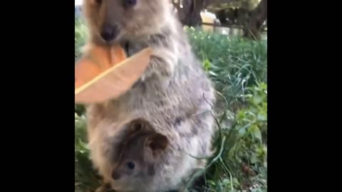 Funny animal moments