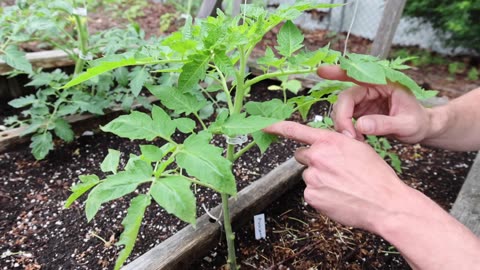 FORCE Your Tomatoes to Fruit Like Crazy! Prune the RIGHT Way!