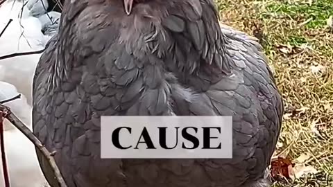 News Break