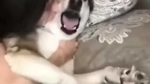 Naughty Pet Dog Mischief