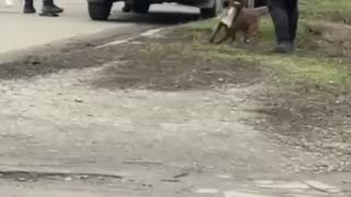 Saved by His Pit Bull