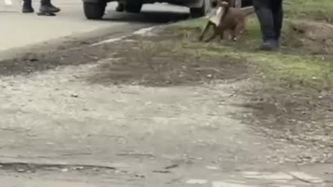 Saved by His Pit Bull