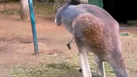 Kangaroo diaries only in Australia 🇦🇺