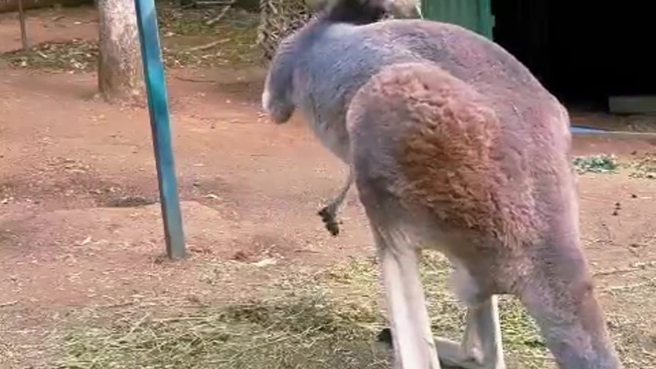 Kangaroo diaries only in Australia 🇦🇺